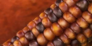 Deserted Garden Vegetables Drucke: Macro shot of a corn corn cob in front of a pumpkin