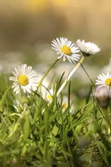 Detailed Flower Images Drucke: Macro shot of daisies in the grass