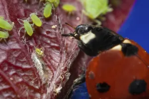 Drucke von In diesem Moment der Intimität zwischen einem Ladybug und grünen Blattläusen auf einer roten Blätterfassung, offenbaren sich die feinen Details und lebendigen Farben in atemberaubender Präzision Marienkäfer Drucke: Makrobild eines Ladybugs, der sich mit grünen Blattläusen auf einer roten Blätterinteragiert