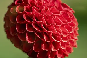 Close Up Red Flower Drucke: Macro shot of a red pompon