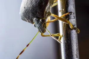 Drucke von Großaufnahme von Stinkkäferkopf Harlekin-Käfer Drucke: Großaufnahme von Stinkkäferkopf.