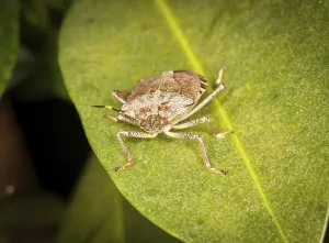 Wildlife Beetle Images Drucke: Macro shot of stinkbug or shield bug on the leaf of evergreen