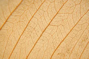 Empty Open Air Spaces Drucke: Macro texture of dry leaf