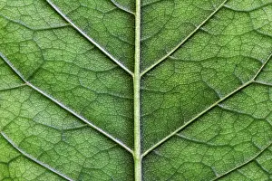Close Up Of A Leaf Drucke: Macro texture of green leaf close up