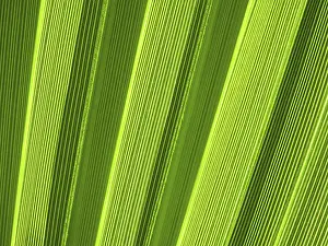 Close Up Palm Frond Drucke: Macro of tropical palm leaf
