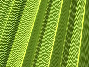 Close Up Palm Tree Detail Drucke: Macro of tropical palm leaf