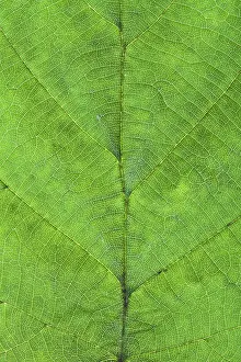 Close Up Nature Photography Drucke: Macro view of hazel green leaf