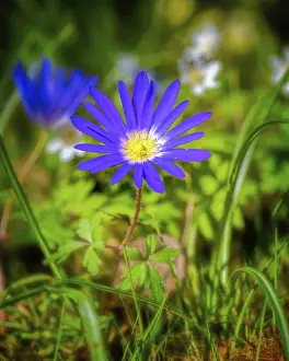 Ranunculaceae Inflorescence Drucke: Macro of a windflower in the garden