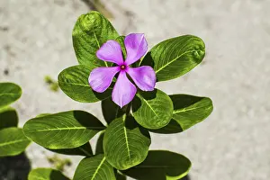 Strandschnecken Drucke: Madagaskar-Periwinkle (Catharanthus roseus) in Sulawesi, Indonesien