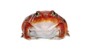 Isolated White Background Cutout Drucke: Madagascar tomato frog looking at the camera
