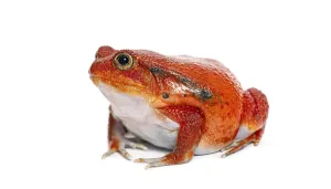 Looking At The Camera Portrait Drucke: Madagascar tomato frog looking at the camera