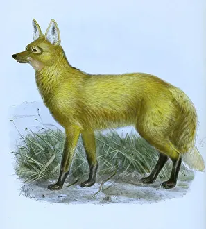 Mannehwulf, Manenhund (Chrysocyon brachyurus)