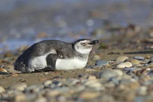 Deserted Water Bird Drucke: Magellanic Penguin