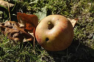 Drucke von Apfel mit Fliegen, Windfall Fliegen Drucke: Apfel mit Maden, Windfall