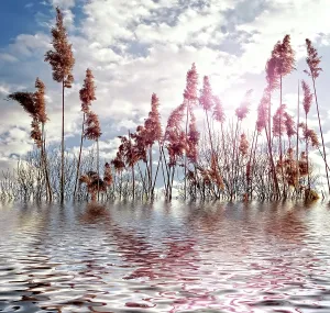 Empty Natural Environments Drucke: Magic nature