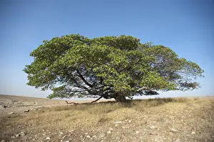 Ngorongoro Conservation Area Drucke: Magic Tree, large Fig Tree (Ficus)