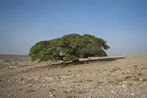 Ngorongoro Conservation Area Drucke: Magic Tree, large Fig Tree (Ficus)