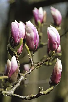 Deserted Nature Scene Drucke: Magnolia