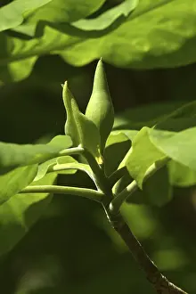 Deserted Flowering Plant Drucke: Magnolia bud in spring