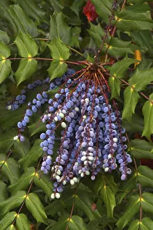 Uninhabited Terrain Drucke: Mahonia