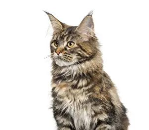 Feliformia Mammal Photography Drucke: Main coon sitting against white background