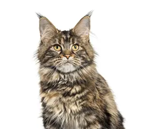 Pedigree Cat Portrait Drucke: Main coon sitting against white background