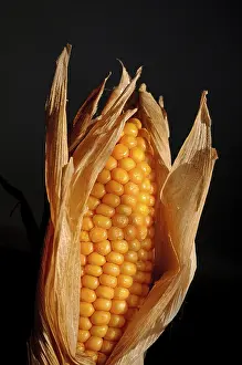 Sweet Corn Nutrition Drucke: Maize or corn (Zea mays) cob