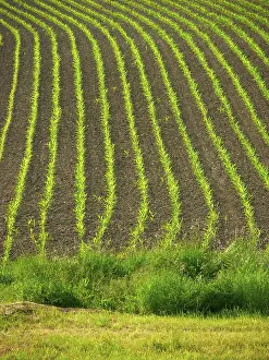 Agricultural Crop Landscape Drucke: Maize field