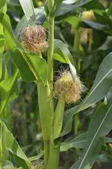 Maize Field Drucke: Maize field, corn on the corn cob in a field