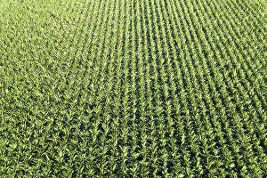 Central European Farming Landscape Drucke: Maize field Maize field drone shot in Stuttgart