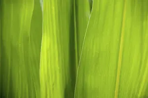 Cornfield Landscape Photo Drucke: Maize leaves as background and texture, Germany