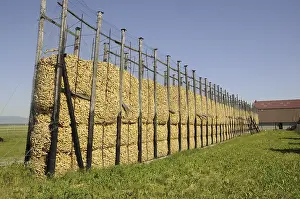 Agricultural Crop Harvests Drucke: Maize, maize silo, corn drying
