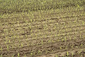Maize Cultivation Drucke: Maize monoculture, young plants in rows