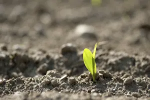 Daytime Agricultural Crop Drucke: Maize shoot