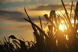 Evening Sun Photography Drucke: Maize stalks on cloudy evening sky dramatic background during sunset