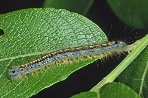Butterfly Development Stages Drucke: Malacosoma neustria, ringworm