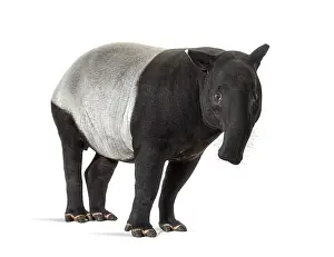 Malayan Tapir Drucke: Malayan tapir facing at the camera