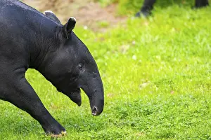 Drucke von Malayischer Tapir (Tapirus indicus) geht auf einer Wiese, gefangen, Verteilung Malaysia Tapir Drucke: Malayischer Tapir (Tapirus indicus) geht über eine Wiese.