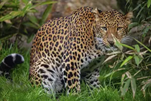 Drucke von Ein majestätischer Javanleopard in voller Pracht. Seine rotbraunen Flecken leuchten gegen den grünen Hintergrund der dichten Vegetation, während sein Blick uns direkt ansieht Tierporträts Drucke: Ein Javanischer Männlicher Leopard (Panthera pardus melas) von Java, Indonesien.