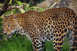 Indonesian Wildlife Drucke: Male Javan leopard Panthera pardus melas of Java