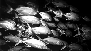 Underwater Photo Maldives Drucke: Maledives mackerel school