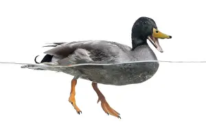 Mallard Duck Drucke: Mallard quacking, floating on the water