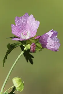 Nature Inflorescence Photos Drucke: Mallow (Malva)