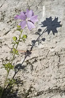 Uninhabited German Landscape Drucke: Mallow (Malva sylvatica), Emsland