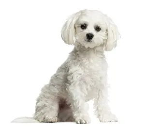 Studio Shot Of A Pet Drucke: Maltese sitting in front of a white background
