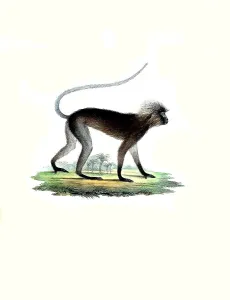 Vintage Styled Animal Illustrations Drucke: Mammalian (Semnopithecus) obscurus
