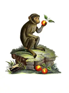 Endangered Species Depiction Drucke: Mammals, barbary macaque (Macaca sylvanus)