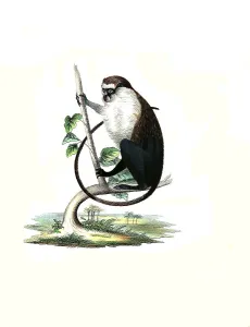 Vintage Styled Animal Illustrations Drucke: Mammals, campbell's mona monkey (Cercopithecus campbelli)