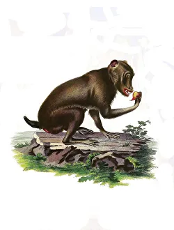 Historical Animal Illustration Drucke: Mammals, Simia sphingiola, Baboon