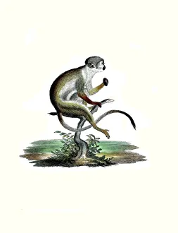 Vintage Styled Animal Illustrations Drucke: Mammals, Squirrel monkey or squirrel monkey